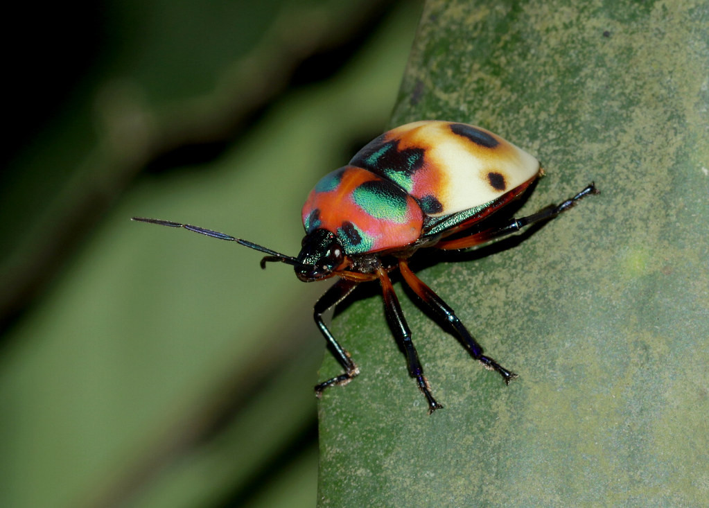 Loài bọ xít có màu sắc sặc sỡ thuộc chi Poecilocoris. Ảnh: cowyeow / Flickr.