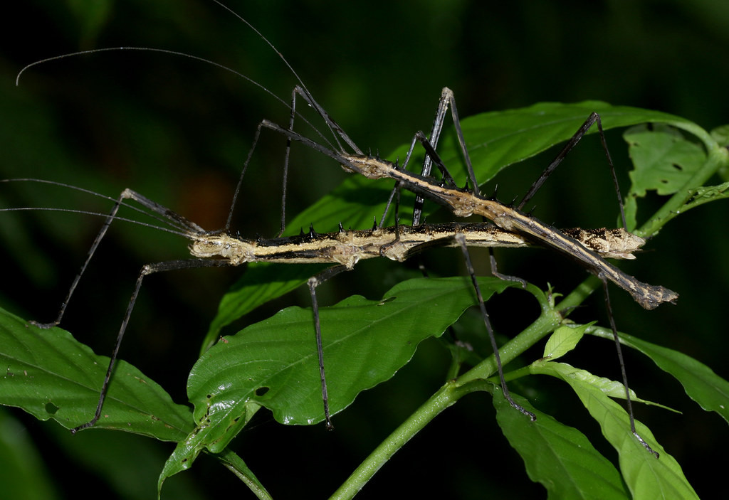 Cặp đôi bọ que tình tự trên cành cây. Ảnh: cowyeow / Flickr.