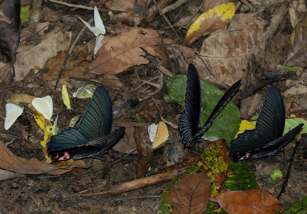 Các loài bướm khác nhau đậu trên nền rừng. Ảnh: cowyeow / Flickr.