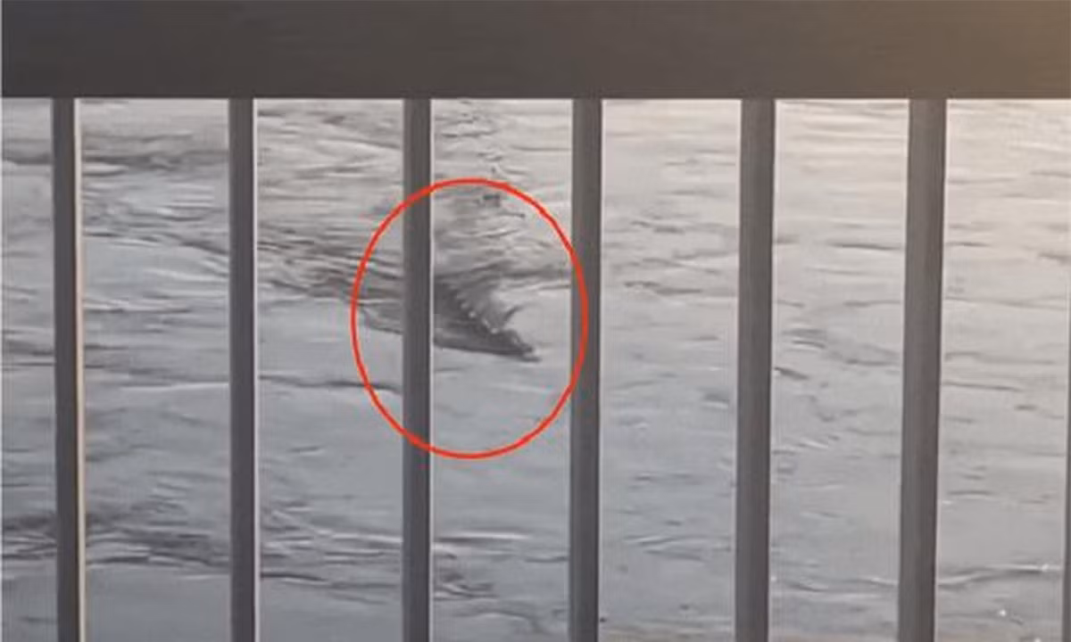 Thực hư 'quái vật ăn thịt người' trong hồ ở Trung Quốc Thuc hu 'quai vat an thit nguoi' trong ho o Trung Quoc