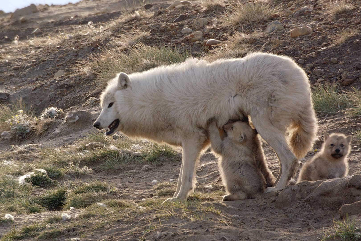 Thai kỳ của sói Bắc Cực kéo dài chừng 63-75 ngày và chúng sinh nở vào khoảng cuối tháng 5, đầu tháng 6. Mỗi lứa sói mẹ sinh 2-3 con (so với sói xám là 4-5 con) mặc dù cũng có lứa sinh tới 12 con. Ảnh: CBC.