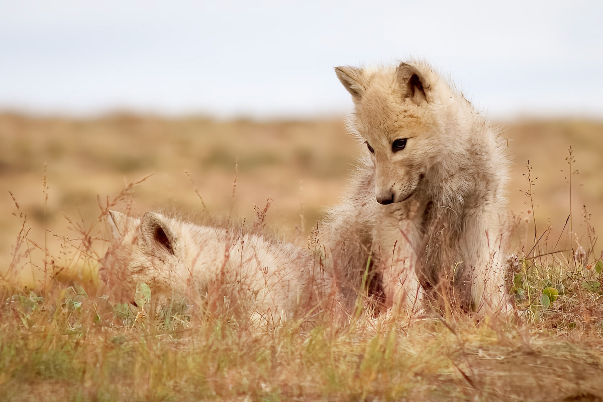 Khi một con cái trong bầy mang thai, chúng rời bầy để đi tìm nơi đào hang và sinh con. Nếu như bề mặt băng quá cứng thì sói mẹ sẽ tìm một cái hang trống để không phải mất công đào. Ảnh: Paul Loewen.