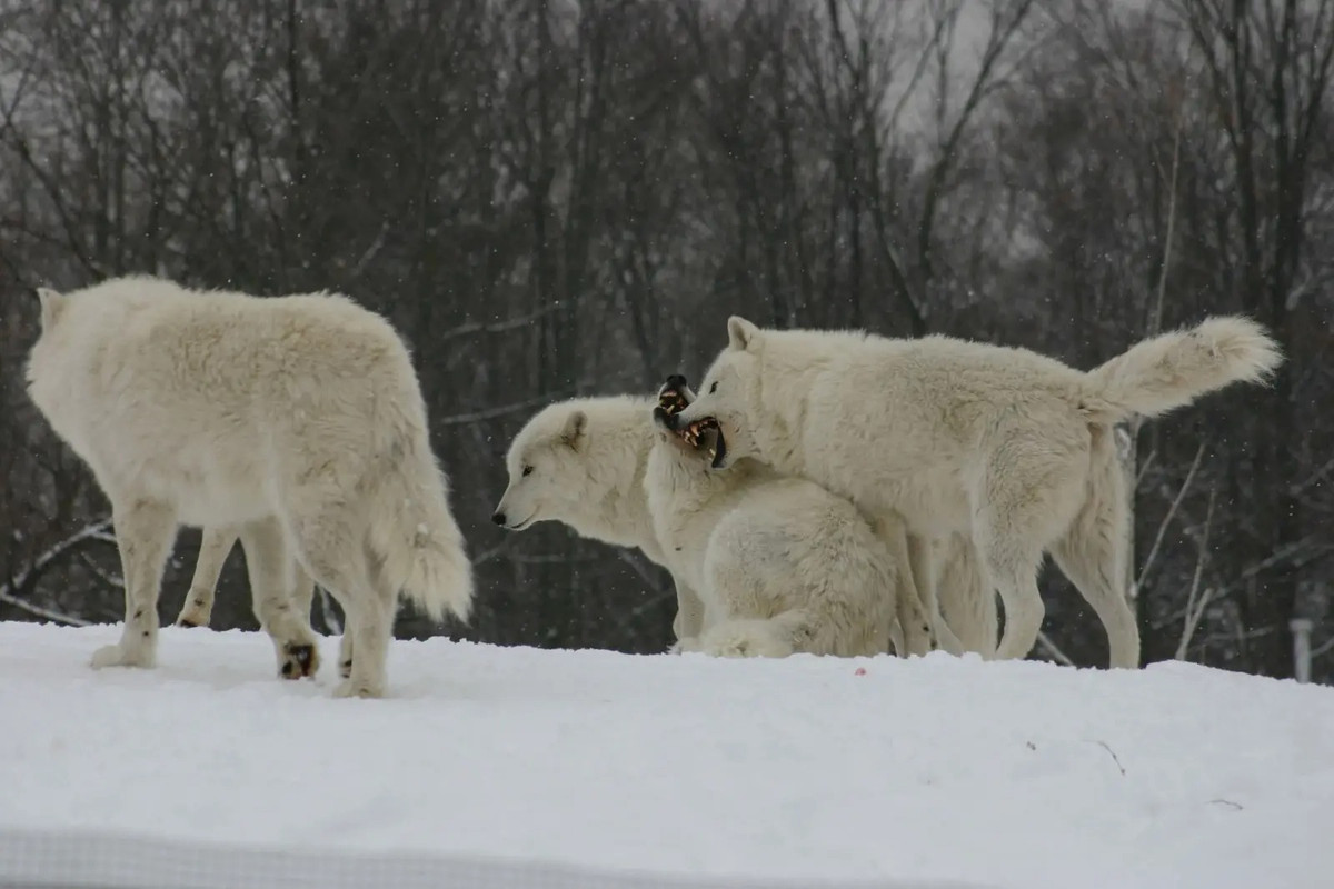 Giống như các phân loài sói khác, sói Bắc Cực săn mồi theo nhóm, mục tiêu chủ yếu là tuần lộc và bò xạ, ngoài ra còn có thỏ Bắc Cực, hải cẩu, gà gô trắng xám đá, chuột lemmut và chim biển. Ảnh: SciQuest.