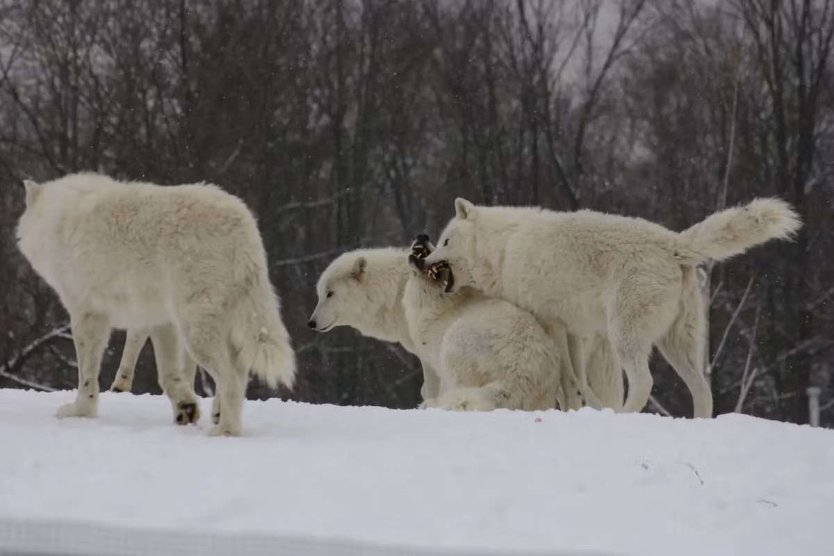 Giống như các phân loài sói khác, sói Bắc Cực săn mồi theo nhóm, mục tiêu chủ yếu là tuần lộc và bò xạ, ngoài ra còn có thỏ Bắc Cực, hải cẩu, gà gô trắng xám đá, chuột lemmut và chim biển. Ảnh: SciQuest.