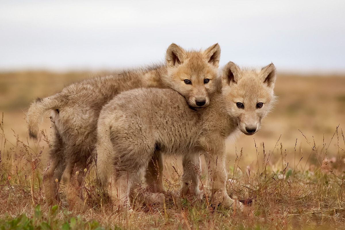 Lý do cho việc sinh ít được cho là nguồn thức ăn ít ỏi ở vùng cực khiến sói Bắc Cực không thể duy trì quần thể đông đảo. Sói con mới sinh nặng chừng chừng 0,5 kg và chưa có khả năng nghe nhìn. Ảnh: Paul Loewen.
