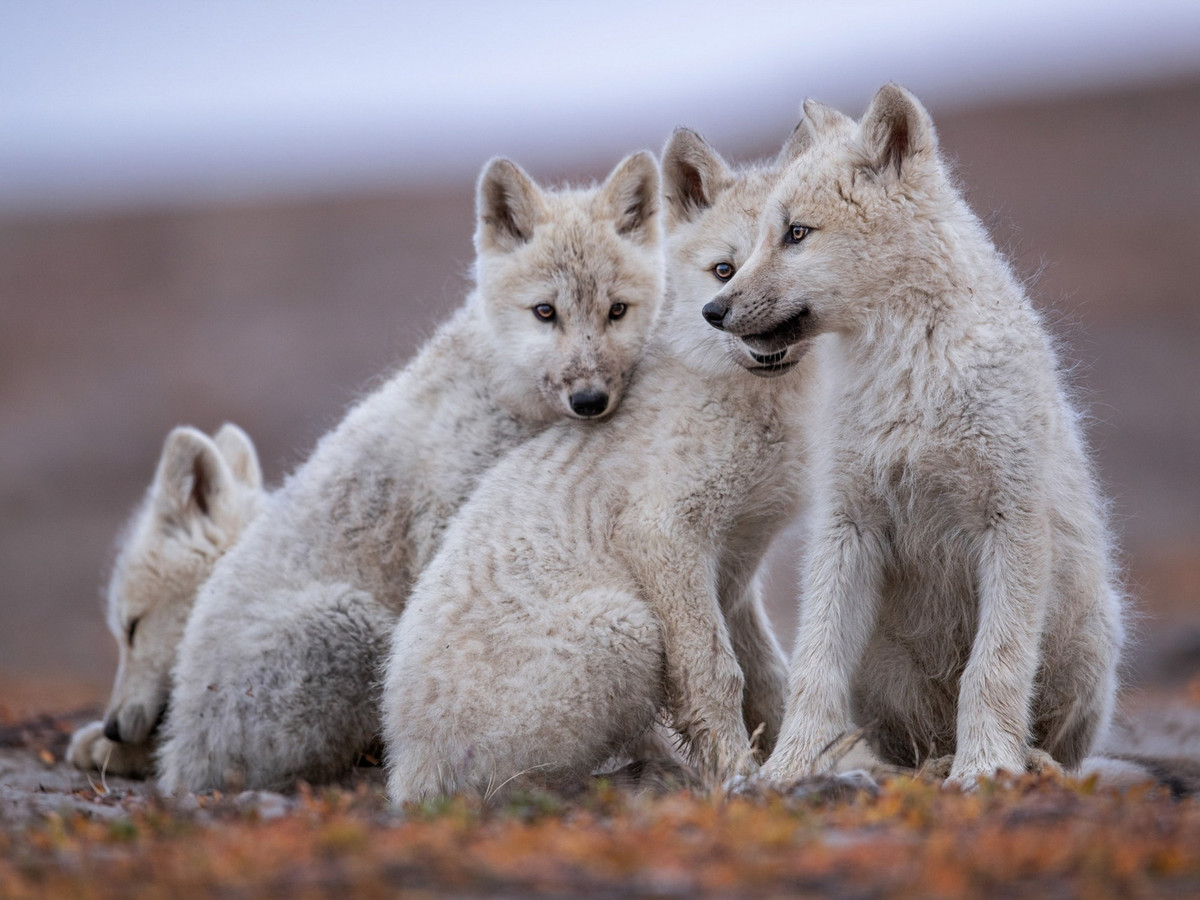 Chúng hoàn toàn phụ thuộc vào sự chăm sóc cũng như bảo vệ của mẹ. Khi 3 tuần tuổi, sói con được phép rời hang. Những con sói khác trong bầy cũng tham gia vào việc chăm sóc sói con khi mẹ chúng bận đi kiếm ăn. Ảnh: National Geographic.