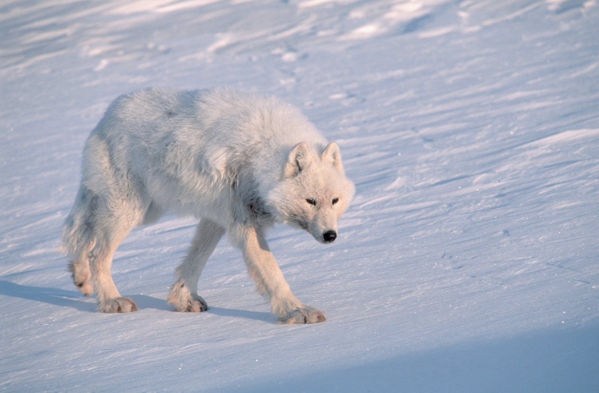 Sinh sống ở vùng Bắc Canada, Alaska và vùng duyên hải phía Bắc của Greenland, chó sói Bắc Cực (Canis lupus arctos) là phân loài sói sinh sống ở khu vực xa xôi nhất về phía Bắc của quả địa cầu. Ảnh: Arctic Today.