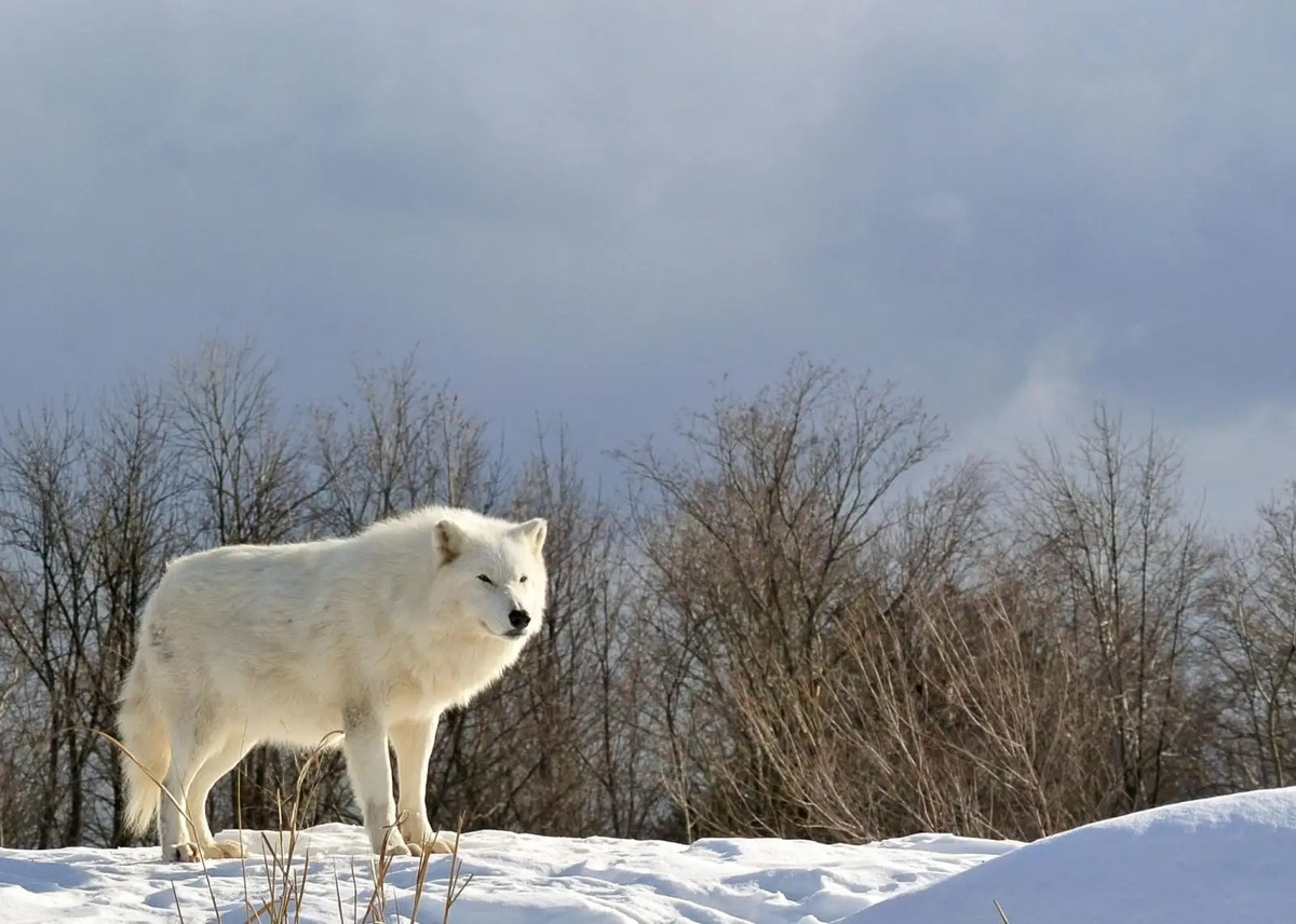 So với tất cả các phân loài sói họ hàng, sói Bắc Cực có nhiều đặc điểm dị biệt, nổi bật nhất là khả năng chịu đựng được khí hậu khắc nghiệt của vùng cực. Ảnh: Whitewolfpack.com.