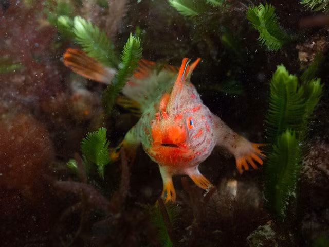 Cá tay đỏ là một minh chứng rõ ràng về sự kỳ diệu và đa dạng của thế giới tự nhiên. Tuy nhiên, với những mối đe dọa hiện hữu, loài cá này đang đứng trước nguy cơ tuyệt chủng.