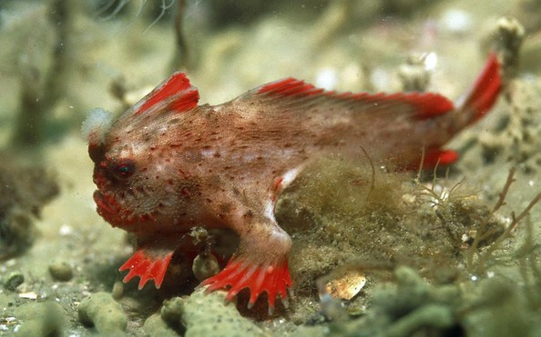 Các vây trước của cá tay đỏ phát triển theo dạng giống như tay, với cấu trúc mỏng và dẹt, giúp chúng di chuyển chậm chạp trên đáy biển. Điều này giúp chúng di chuyển nhẹ nhàng và chính xác để tìm kiếm thức ăn.