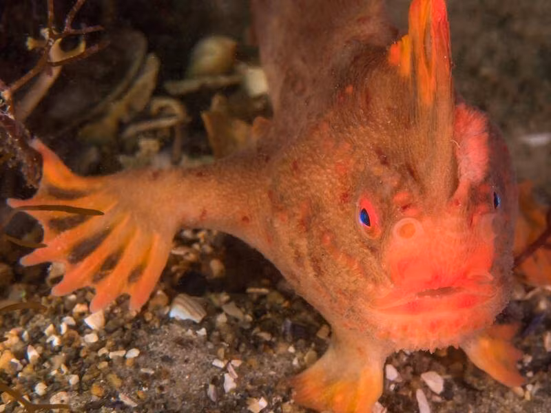 Loài cá tay đỏ (Red handfish) còn được gọi là cá đi bộ, là một trong những loài cá hiếm nhất thế giới, chỉ được tìm thấy ở hai mảng rạn san hô nhỏ ngoài khơi Tasmania, Australia.