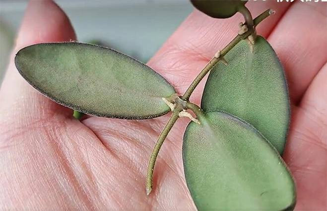 Khi giâm cành lan cẩm cù, bạn nên chọn các nhánh cành lá khỏe, dày, không bị côn trùng gây hại; mỗi đoạn dây nên cắt dài từ 8 -10cm, sau khi cắt nhớ lau khô nhựa cây. Bạn giâm cành vào chậu đất có nhiều mùn và đất tơi xốp, điều quan trọng là phải đảm bảo thoáng khí, thoát nước tốt. (Ảnh: Toutitao)