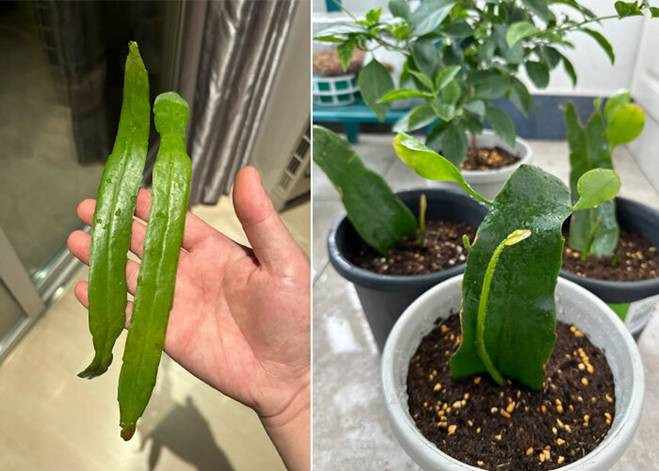 Bông hoa quỳnh to, bắt mắt, có mùi thơm dễ chịu, việc nhân giống cây quỳnh cũng rất đơn giản. Bạn hoàn toàn có thể tạo một cây nhỏ từ những chiếc lá, và mùa thu là thời điểm rất thích hợp. (Ảnh: Toutitao)