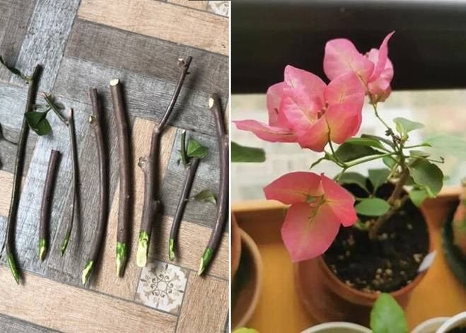 Cành hoa giấy sẽ bén rễ trong khoảng 20 ngày và phát triển rất nhanh. Khi cây đã phát triển rễ, cần tăng dần ánh sáng, bón phân và tưới nước hợp lý. Lúc này bạn nên tập trung dưỡng chất để cây phát triển cành và lá. Khoảng 10 tháng sau, cây đủ lớn mạnh sẽ cho hoa rất đẹp mắt. (Ảnh: Toutitao)