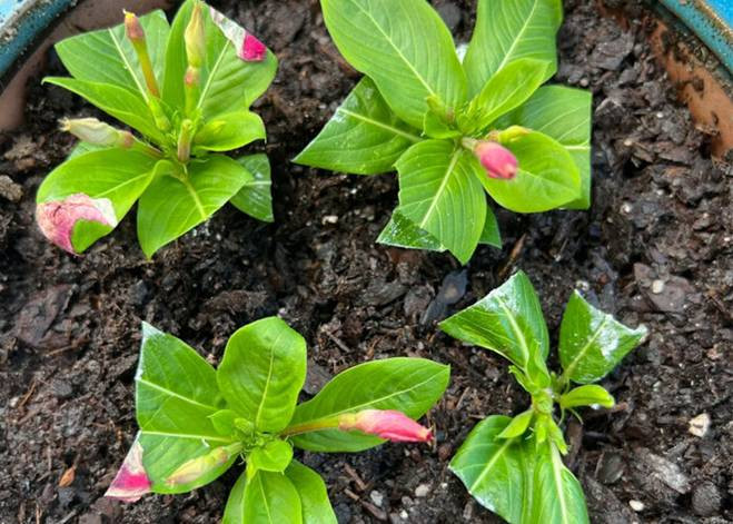 Bạn nên chọn cắt một số cành khỏe của dừa cạn, trồng vào chậu đất ẩm, đặt ở nơi có ánh sáng và thoáng gió. Sau khoảng 10 ngày, cành sẽ bén rễ. Khoảng 1 tháng sau là bạn đã có thể được ngắm hoa mới rồi. (Ảnh: Toutitao)