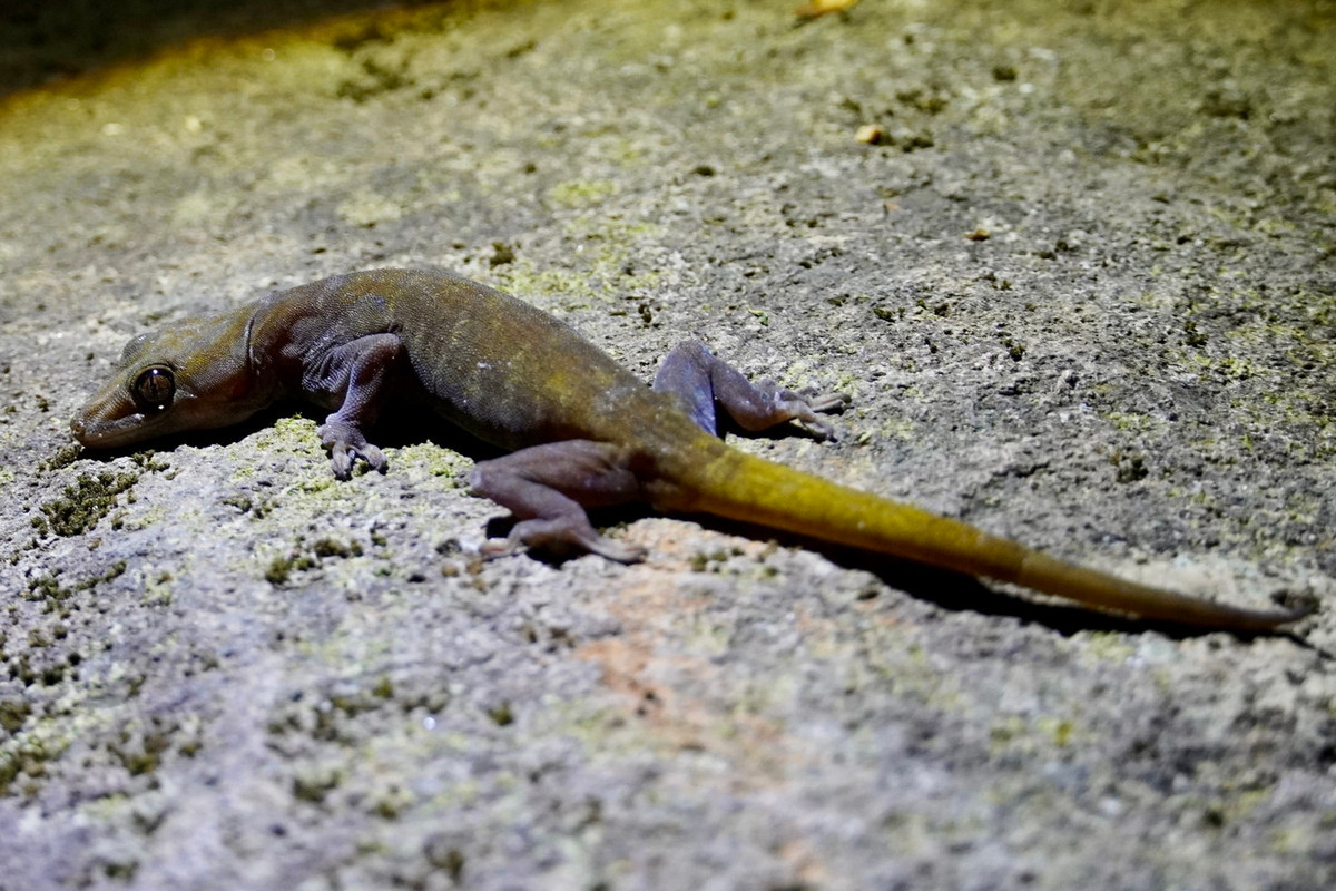 Được miêu tả khoa học lần đầu tiên vào năm 1994, loài bò sát này mới chỉ được ghi nhận ở tỉnh Tây Ninh, nơi chúng xuất hiện phổ biến ở núi Bà Đen, và tỉnh Kon Tum. Ảnh: iNaturalist.org.