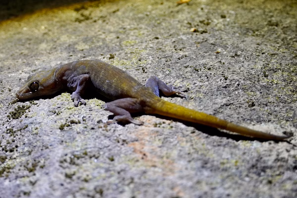 Được miêu tả khoa học lần đầu tiên vào năm 1994, loài bò sát này mới chỉ được ghi nhận ở tỉnh Tây Ninh, nơi chúng xuất hiện phổ biến ở núi Bà Đen, và tỉnh Kon Tum. Ảnh: iNaturalist.org.