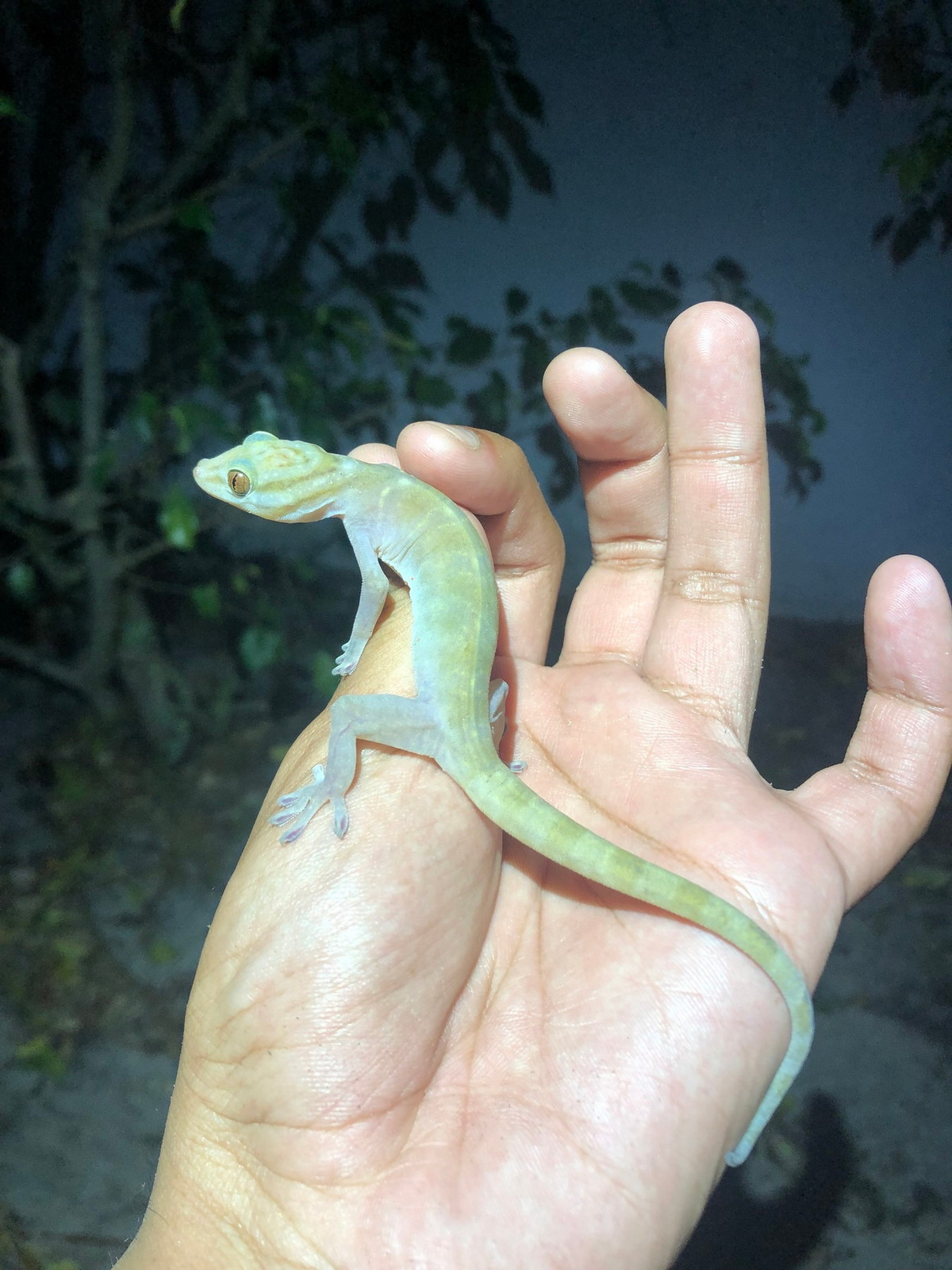 Ảnh: iNaturalist.org.