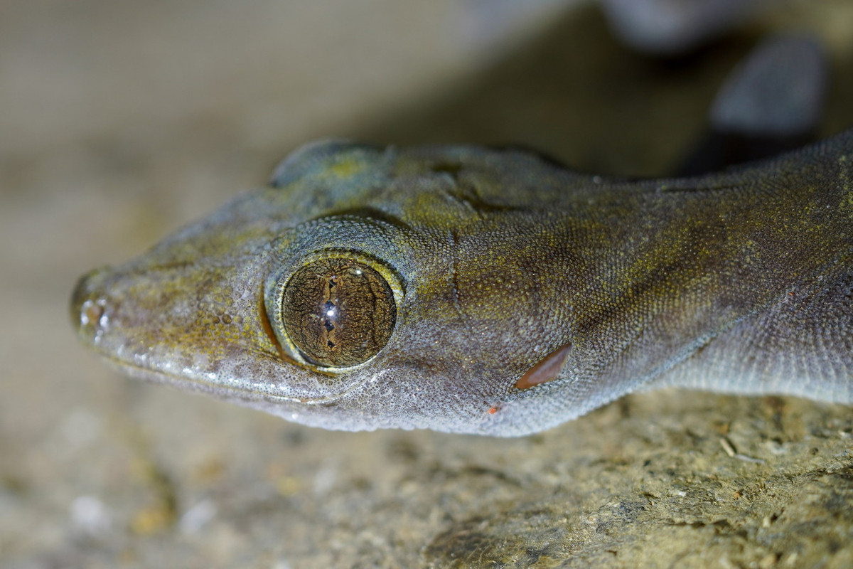 Trong những năm qua, tắc kè núi Bà Đen được cộng đồng chơi bò sát thế giới biết đến như một "thú cưng" mới xuất hiện trên thị trường. Nguồn cung chủ yếu đến từ việc săn bắt trong môi trường hoang dã. Ảnh: iNaturalist.org.