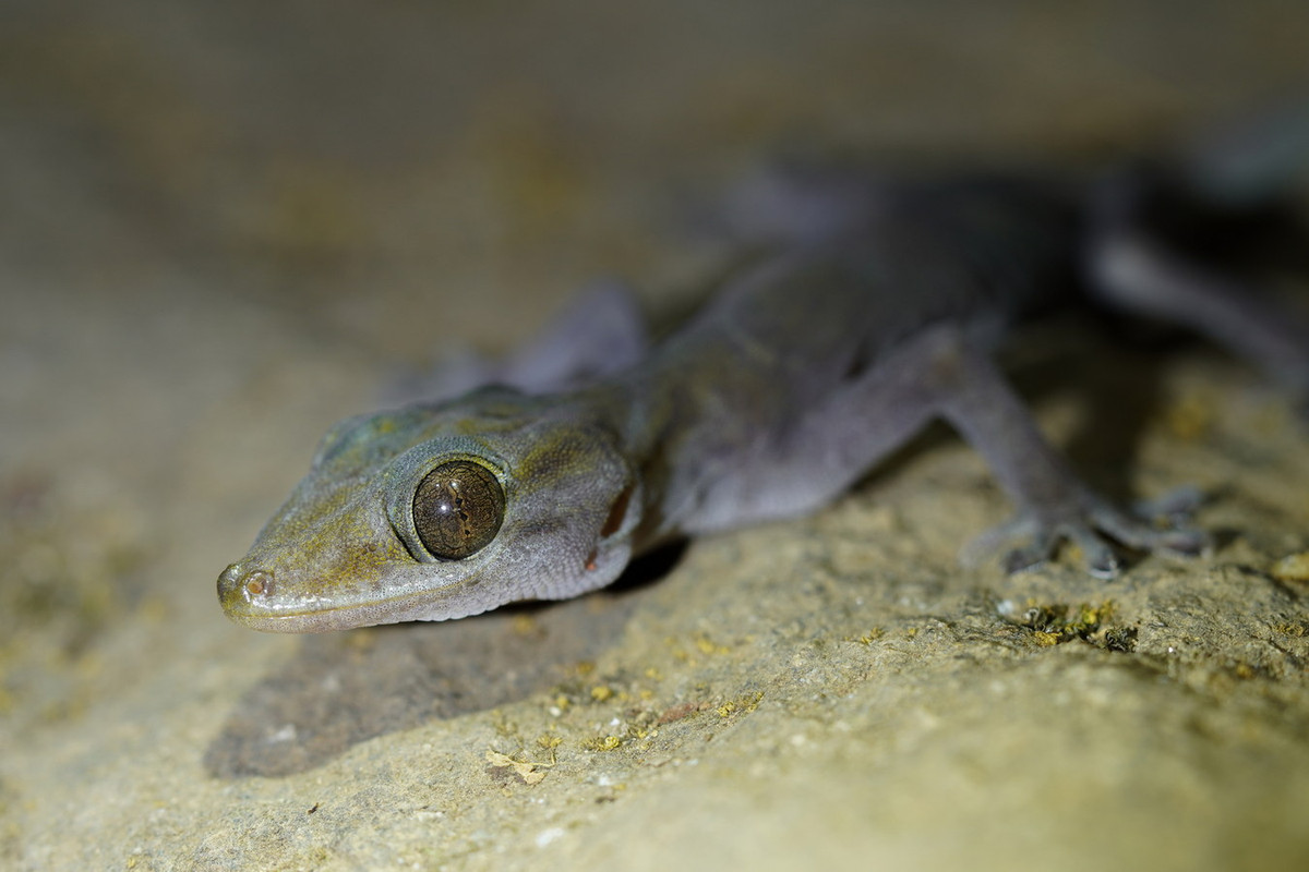 Tập tính sinh sản của tắc kè núi Bà Đen chưa được nghiên cứu kỹ lưỡng, nhưng được cho là chia sẻ nhiều điểm tương đồng với những loài cùng chi Gekko. Ảnh: iNaturalist.org.