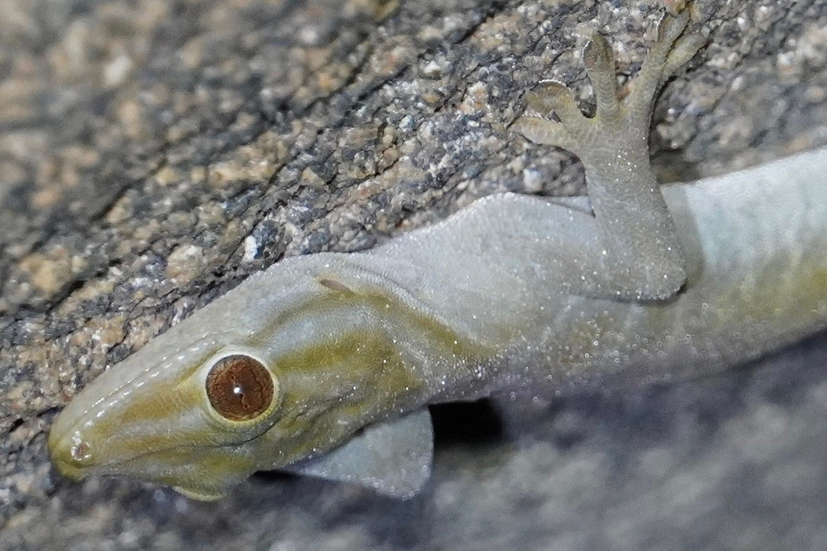 Ảnh: iNaturalist.org.