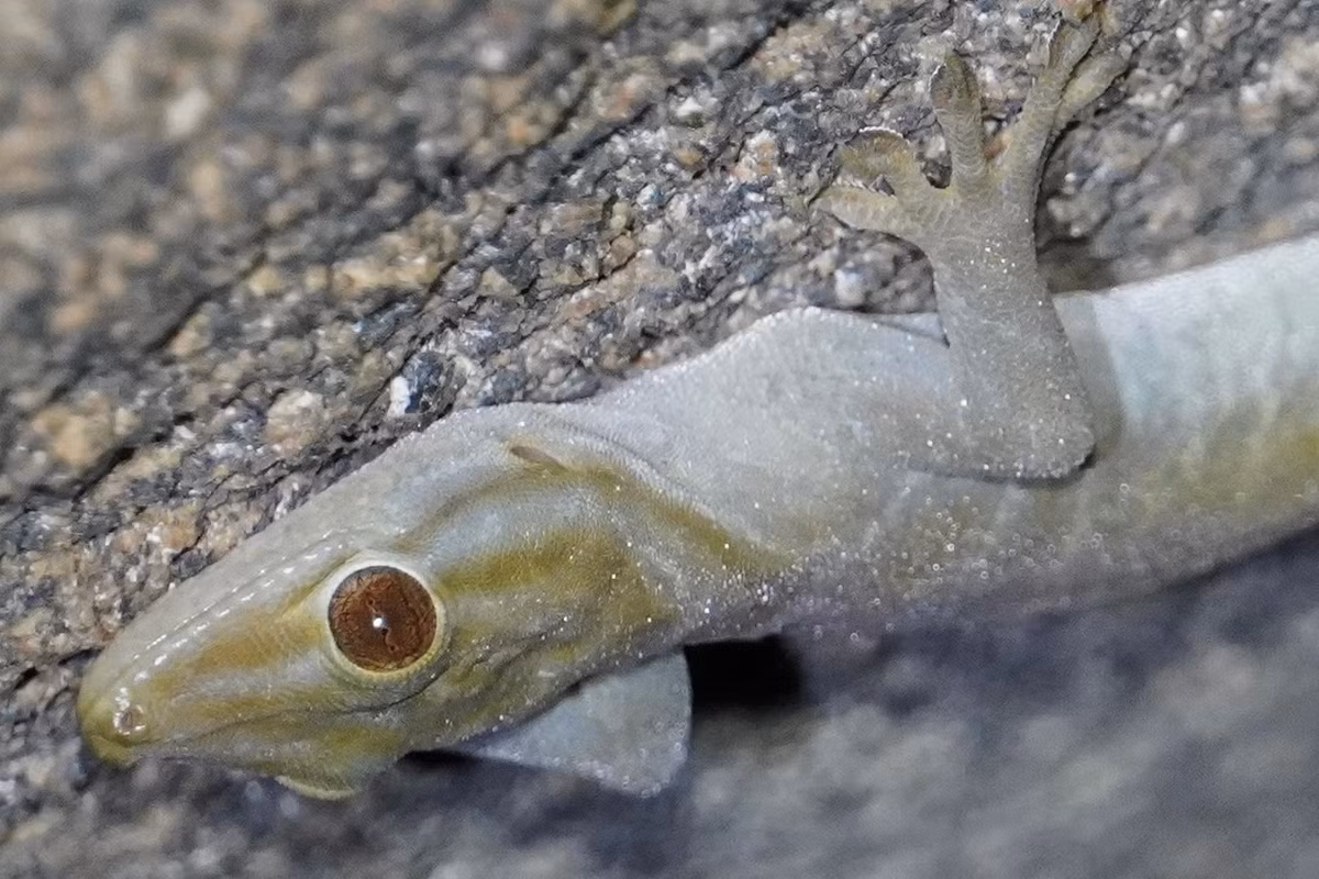 Ảnh: iNaturalist.org.