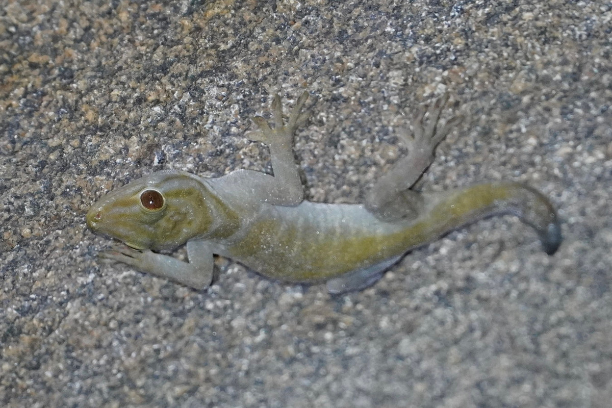 Loài vật này chủ yếu ăn côn trùng, nhưng cũng ăn cả một số loại trái cây. Chúng bổ sung nước cho cơ thể bằng cách uống nước mưa đọng trên lá. Ảnh: iNaturalist.org.