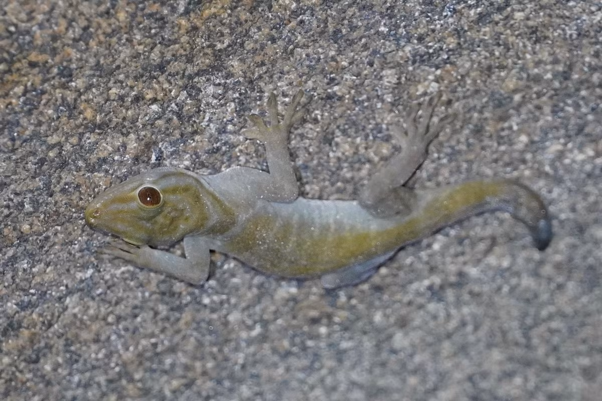 Loài vật này chủ yếu ăn côn trùng, nhưng cũng ăn cả một số loại trái cây. Chúng bổ sung nước cho cơ thể bằng cách uống nước mưa đọng trên lá. Ảnh: iNaturalist.org.