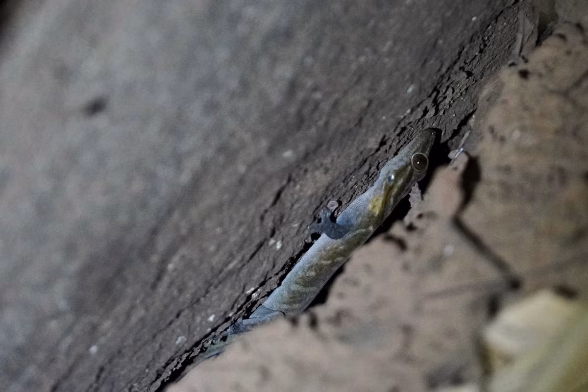 Môi trường sống tự nhiên ưa thích của tắc kè núi Bà Đen là các khu vực núi đá granit, bao gồm cả những khu vực trong rừng mưa nhiệt đới đất thấp, ở độ cao từ mực nước biển đến 986 mét (khu vực đỉnh núi Bà Đen). Ảnh: iNaturalist.org.