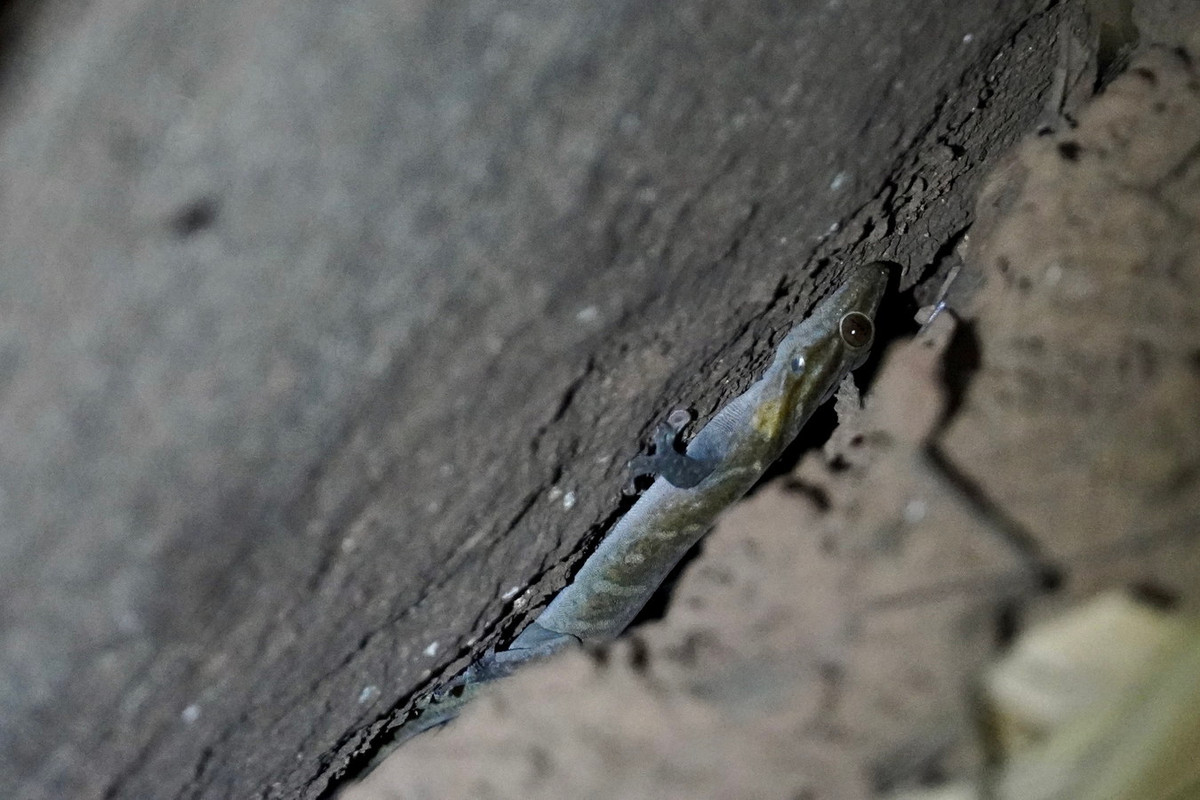 Môi trường sống tự nhiên ưa thích của tắc kè núi Bà Đen là các khu vực núi đá granit, bao gồm cả những khu vực trong rừng mưa nhiệt đới đất thấp, ở độ cao từ mực nước biển đến 986 mét (khu vực đỉnh núi Bà Đen). Ảnh: iNaturalist.org.