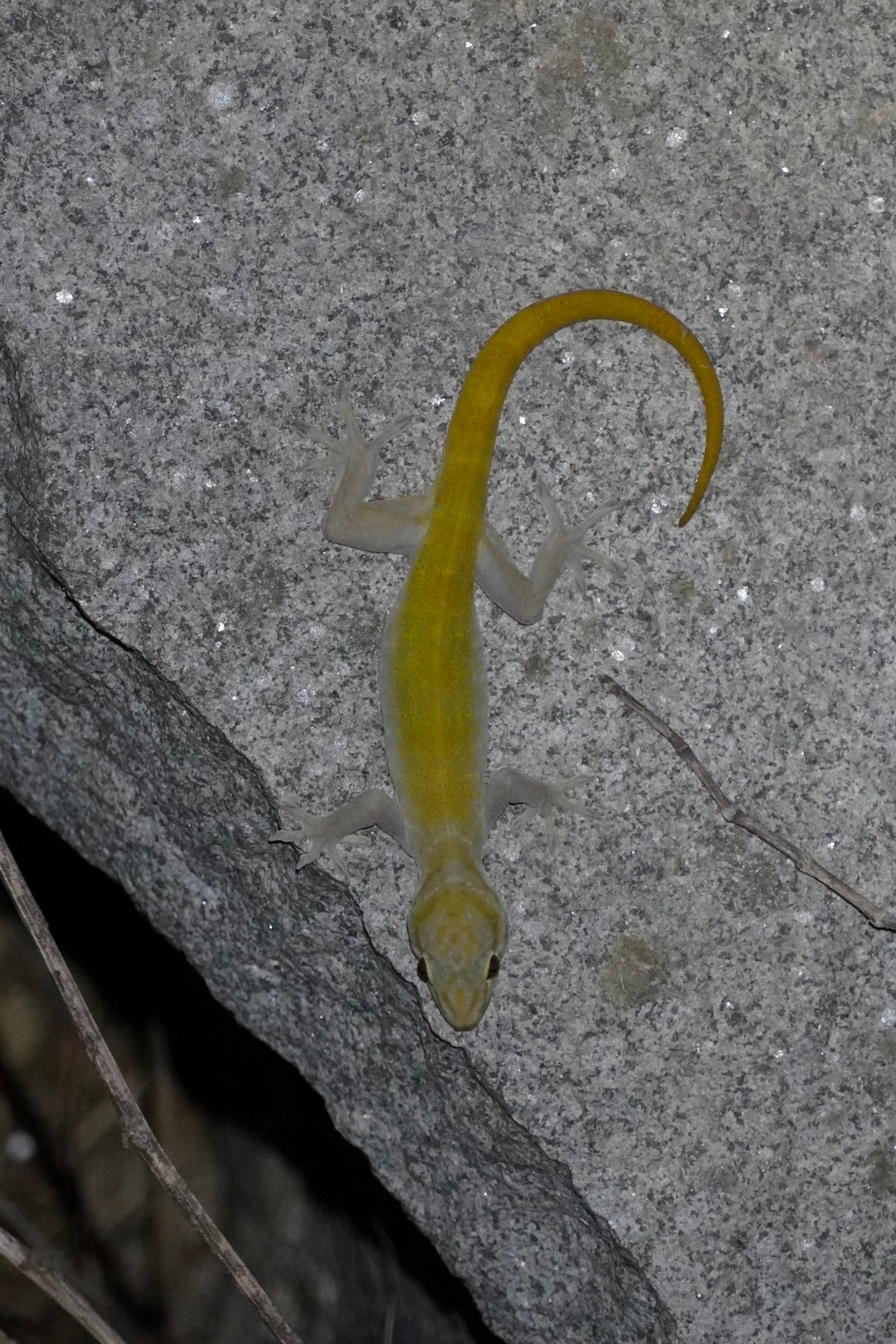 Các cá thể trưởng thành của tắc kè núi Bà Đen có chiều dài từ 13-20 cm, con đực lớn hơn con cái. Đuôi và lưng chúng được bao phủ bởi những chiếc vảy màu vàng tươi - nguồn gốc của tên gọi "tắc kè vàng". Ảnh: iNaturalist.org.