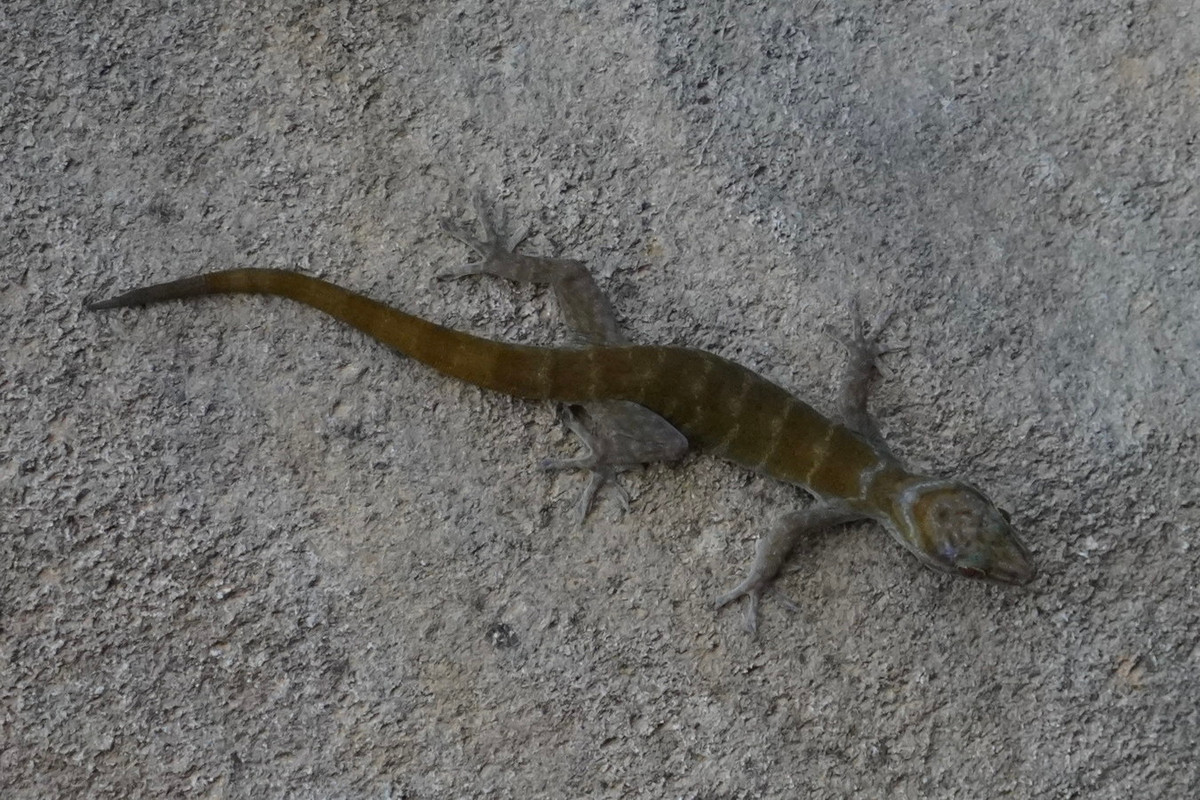 Một số hình ảnh khác về loài tắc kè núi Bà Đen. Ảnh: iNaturalist.org.