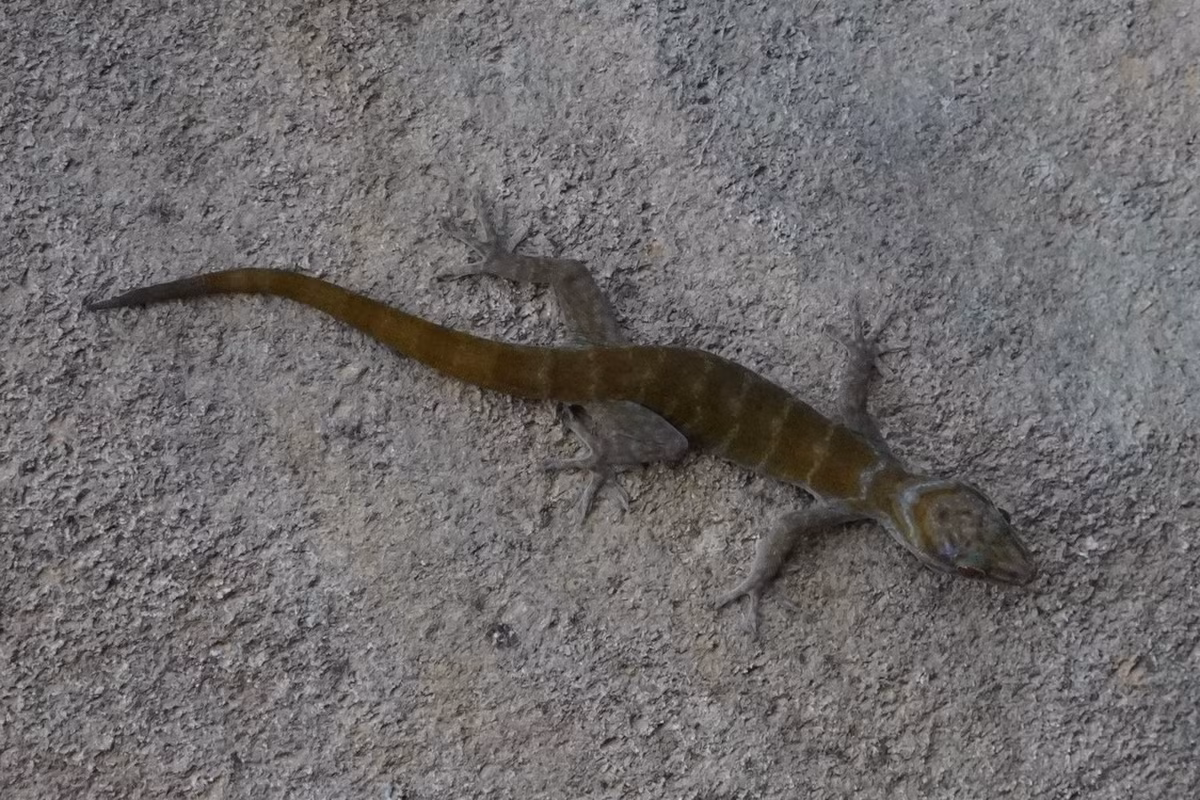 Một số hình ảnh khác về loài tắc kè núi Bà Đen. Ảnh: iNaturalist.org.