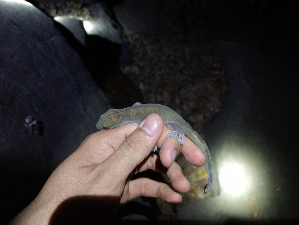 Việc săn bắt và buôn bán vô tội vạ đang đe dọa nghiêm trọng đến sự tồn vong của loài bò sát có phạm vi phân bố rất hẹp này. Trong sách đỏ IUCN, tắc kè núi Bà Đen nằm trong danh mục các loài Nguy cấp. Ảnh: iNaturalist.org.