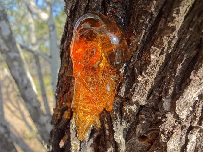 Hổ phách là loại nhựa cây hóa thạch hàng triệu năm. Ảnh: Internet