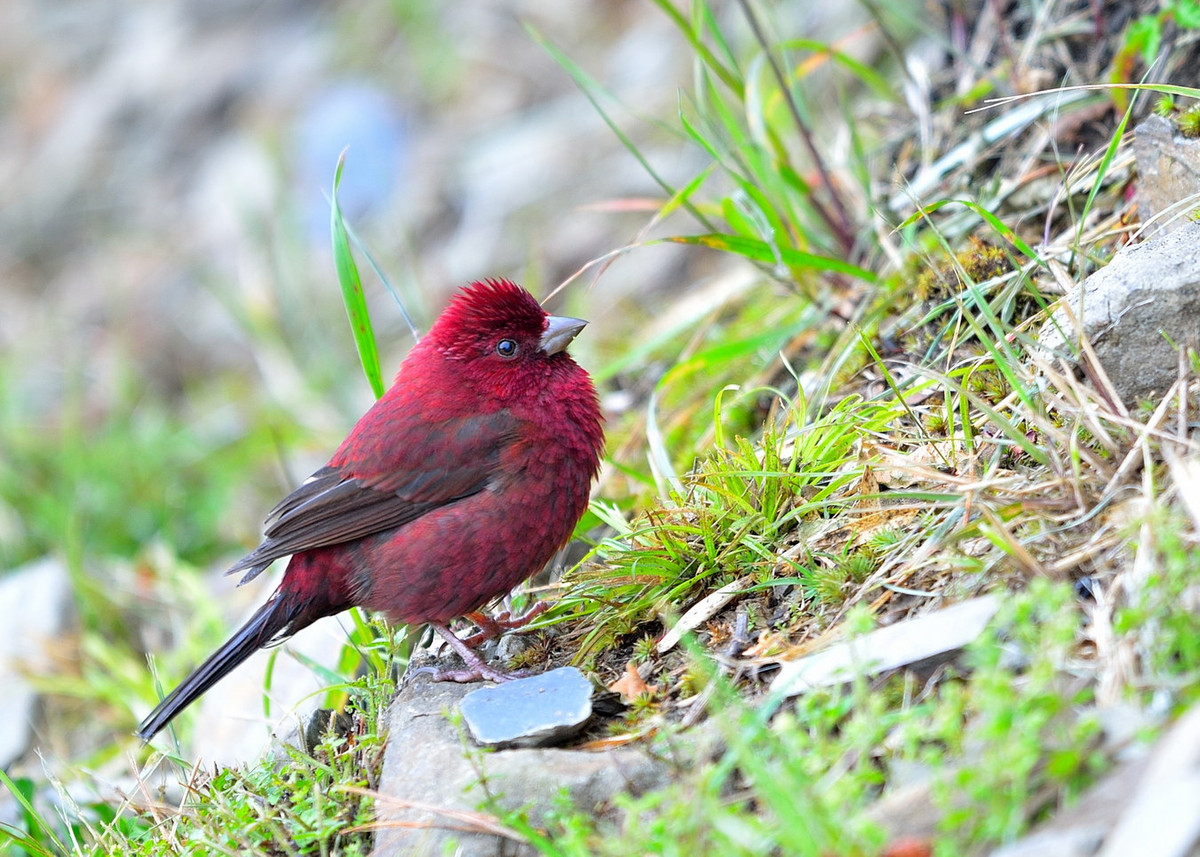 Ảnh: チンさん / Flickr.