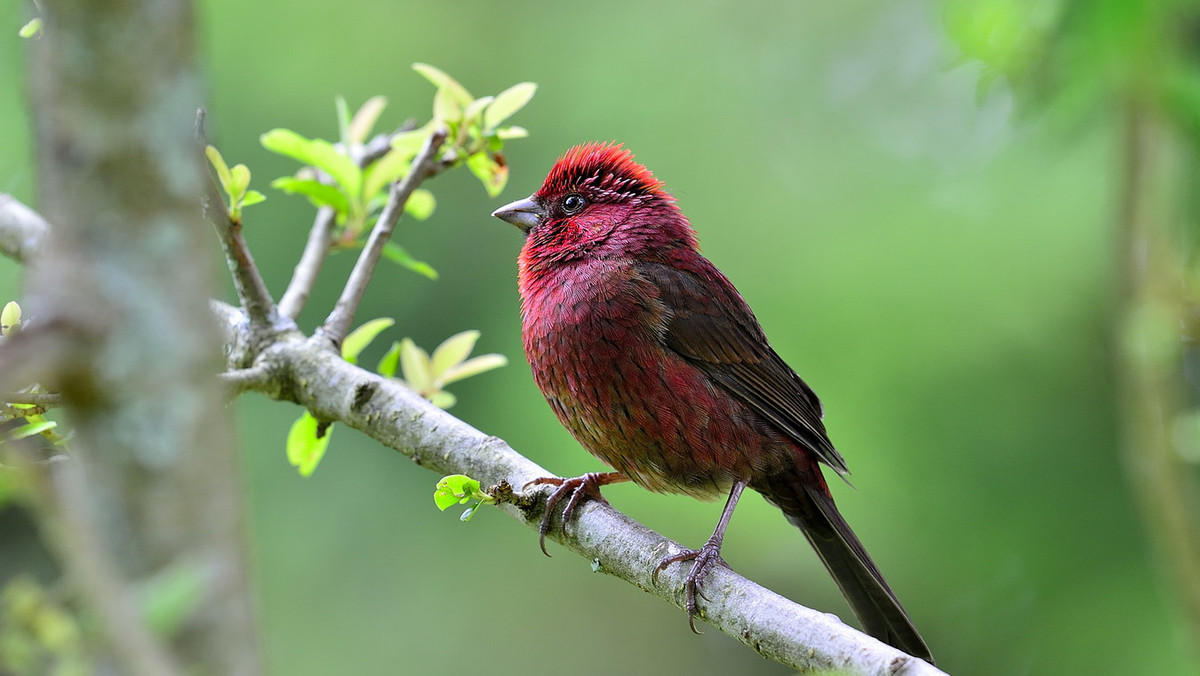 Ảnh: チンさん / Flickr.