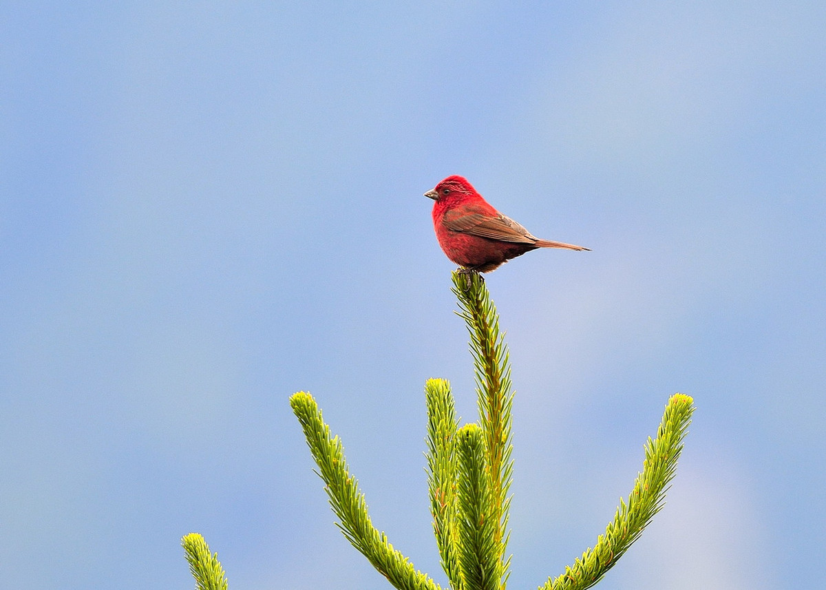 Ảnh: チンさん / Flickr.