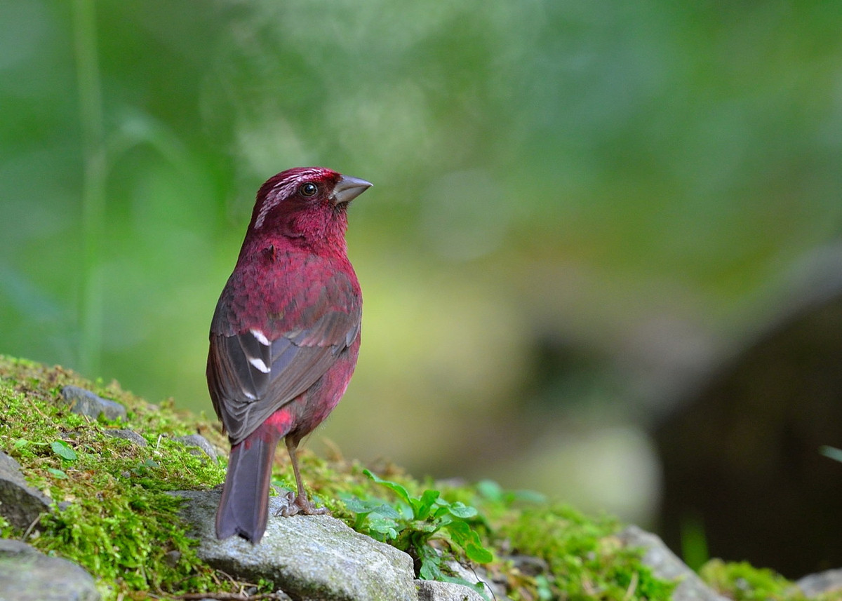 Tại một số nơi, sẻ hồng Fansipan được gọi là "chim rác" do tập tính lục lọi đống rác ở các khu dân cư để tìm thức ăn. Ảnh: チンさん / Flickr.