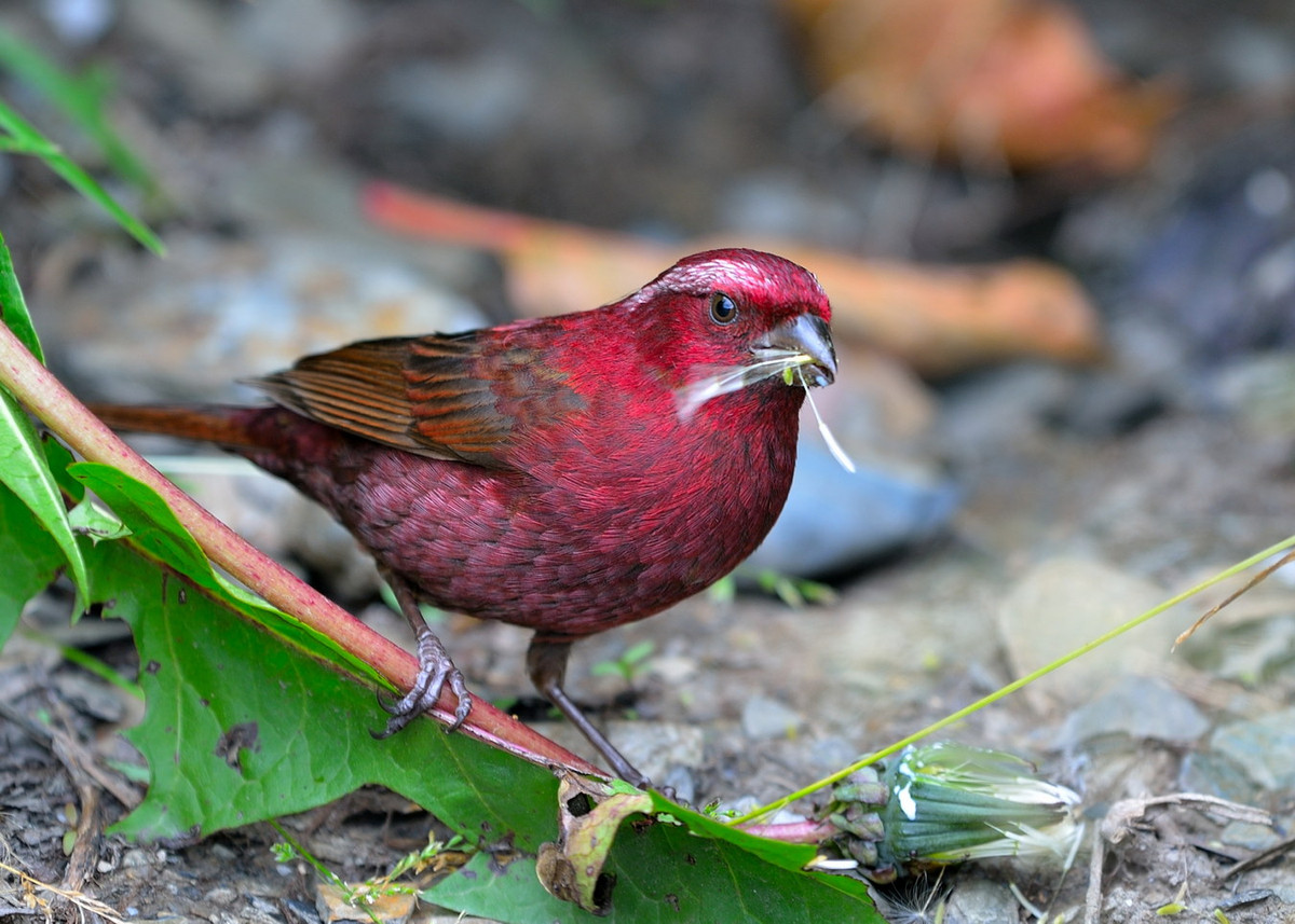 Ảnh: チンさん / Flickr.