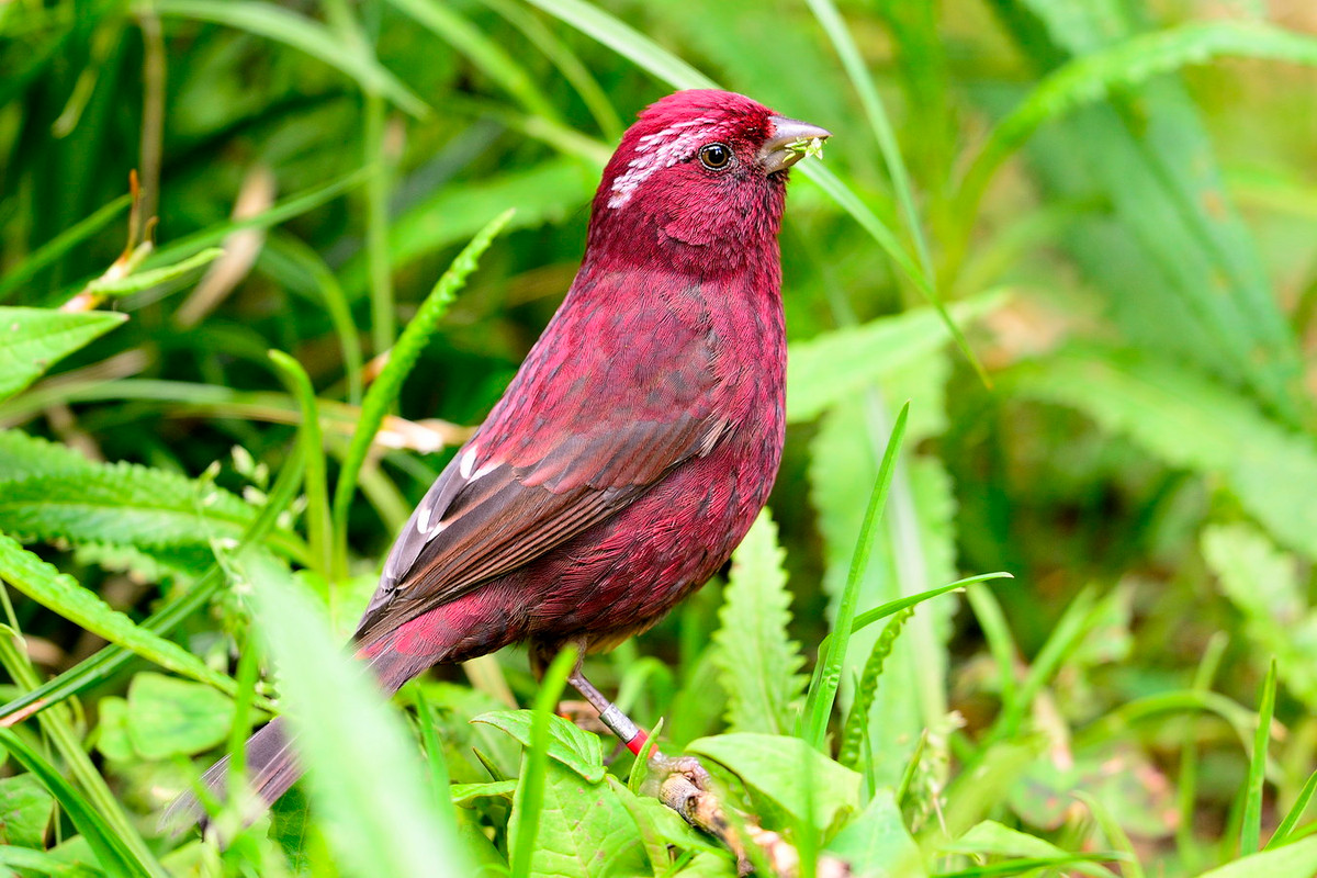 Chúng chủ yếu ăn giun nhỏ và hạt. Mùa sinh sản kéo dài từ tháng 6 đến tháng 7 (ở Việt Nam). Ảnh: チンさん / Flickr.