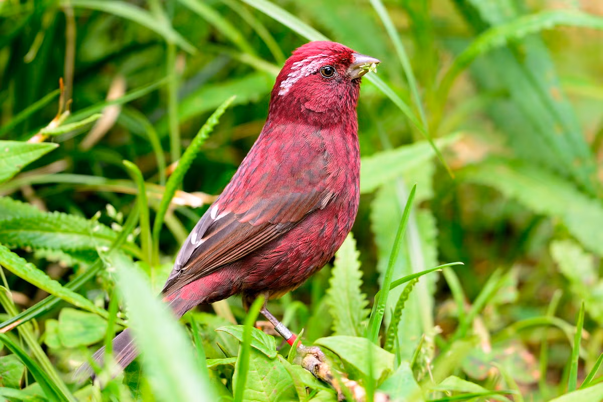 Chúng chủ yếu ăn giun nhỏ và hạt. Mùa sinh sản kéo dài từ tháng 6 đến tháng 7 (ở Việt Nam). Ảnh: チンさん / Flickr.