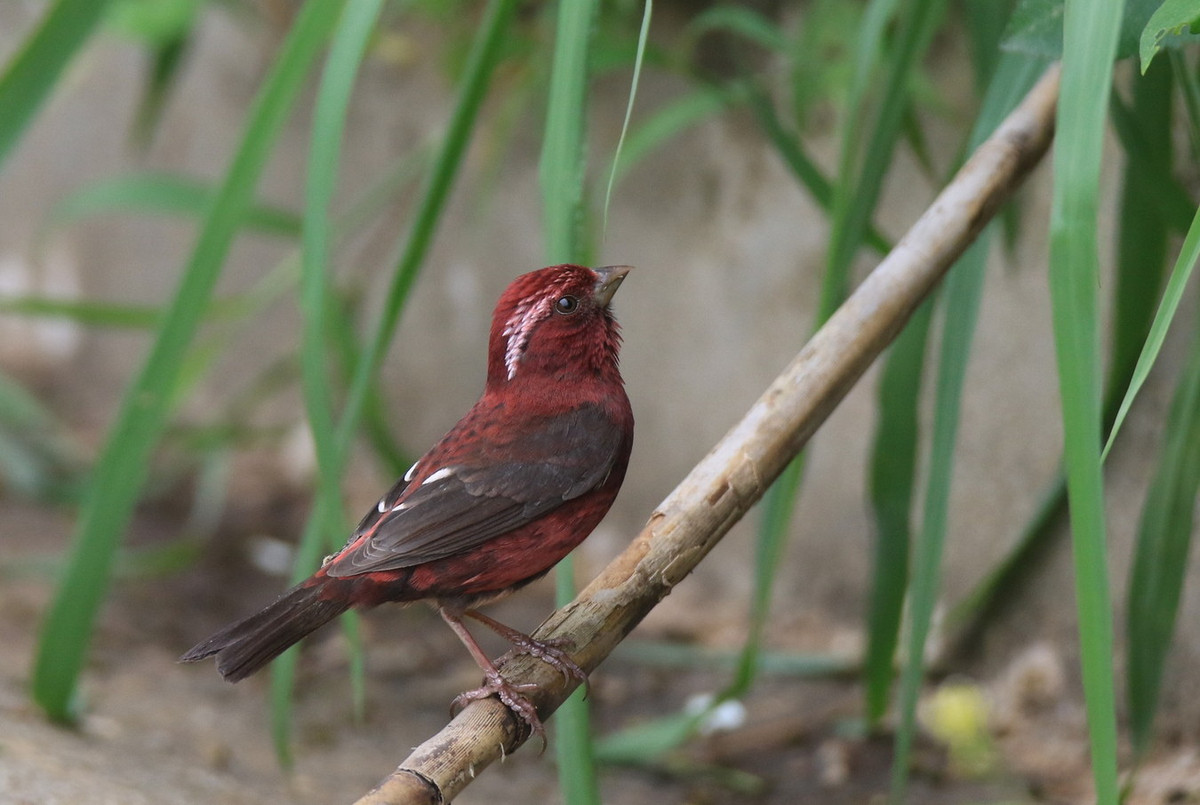 Trên thế giới, chúng được ghi nhận tại Nepal, Trung Quốc và cực Bắc Myanmar. Ảnh: iNaturalist.