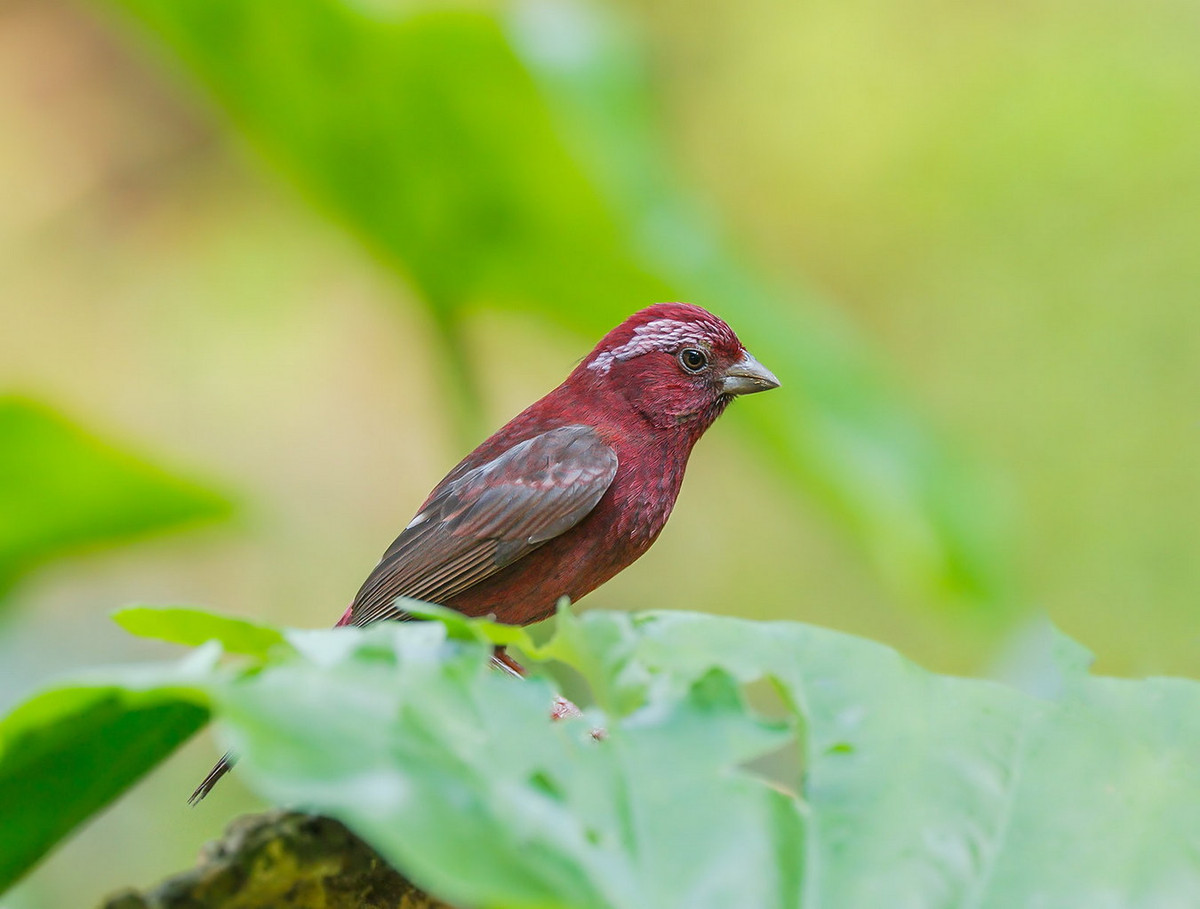 Là loài định cư hiếm tại vùng Tây Bắc của Việt Nam, sẻ hồng Fansipan có thể được quan sát ở Vườn quốc gia Hoàng Liên Sa Pa. Ảnh: akhanhk / Flickr.