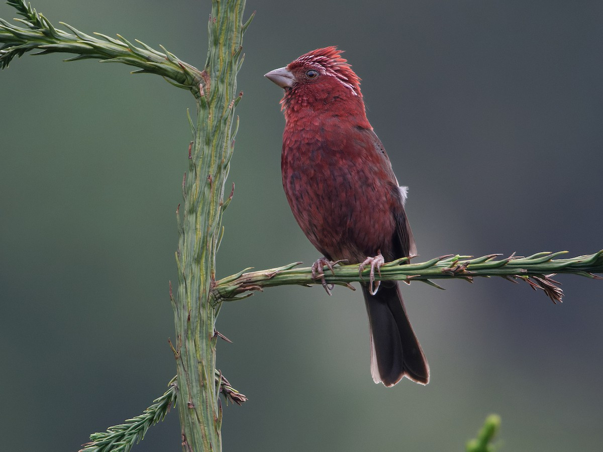 Nằm trong họ Sẻ thông (Fringillidae), sẻ hồng Fansipan (Carpodacus vinaceus) là loài chim mới được ghi nhận ở Việt Nam vào năm 2017. Ảnh: eBird.
