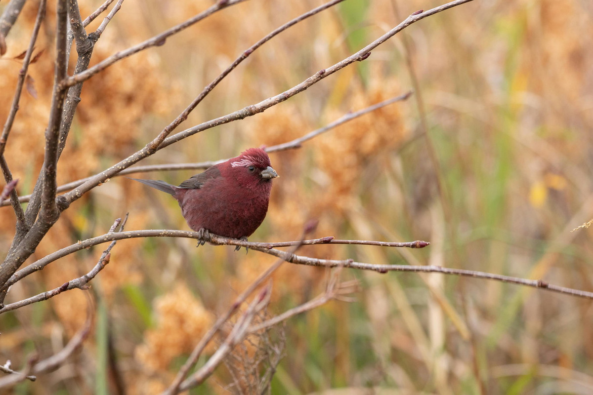 Một số hình ảnh khác về loài chim sẻ hồng Fansipan. Ảnh: Pexels.