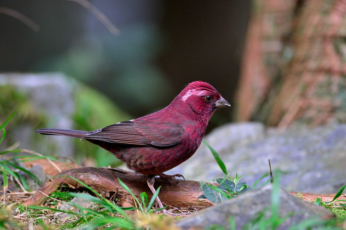 Ảnh: チンさん / Flickr.