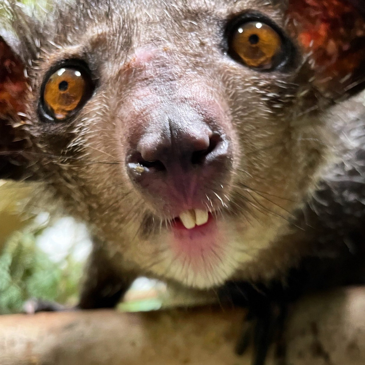 Khỉ aye-aye có những răng cửa lớn, rất chắc khỏe, có thể mọc dài ra suốt đời giống các loài gặm nhấm. Như đã đề cập ở trên, những chiếc răng này dùng để gặm thân cây hỗ trợ cho ngón tay lấy thức ăn. Ảnh: Duke Lemur Center.