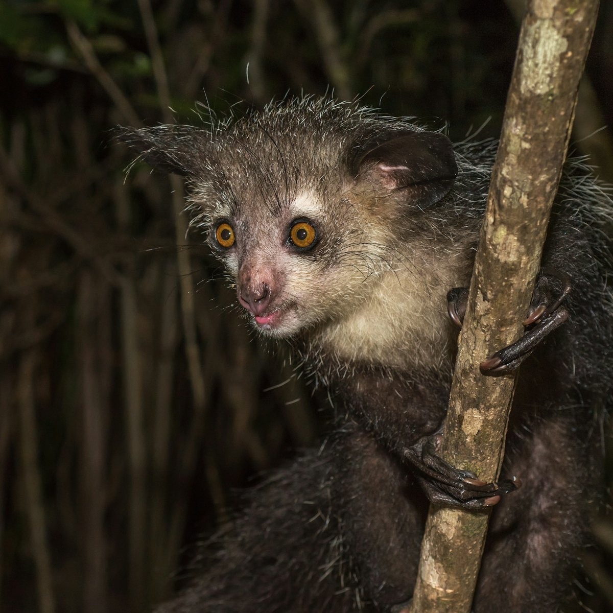 Chúng di chuyển trên các tán cây cao nhờ khả năng leo trèo khéo léo, có thể nhảy chuyền từ cây này sang cây khác ở khoảng cách vừa phải. Ảnh: Inverse.