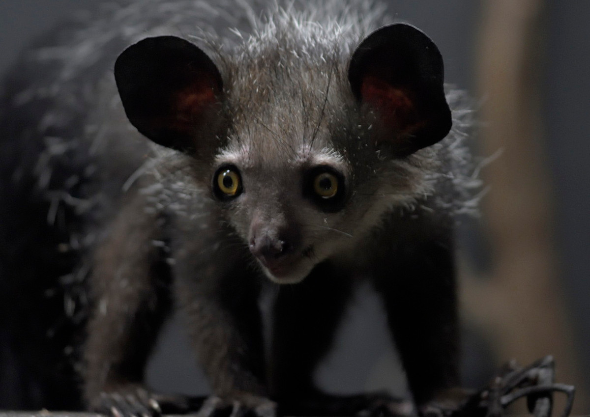 Do môi trường sống suy thoái và bị giết hại bừa bãi, số lượng khỉ aye-aye đã suy giảm mạnh trong những năm gần đây. Trong Sách đỏ IUCN, chúng được xếp vào diện loài Nguy cấp. Ảnh: Zoo Chat.